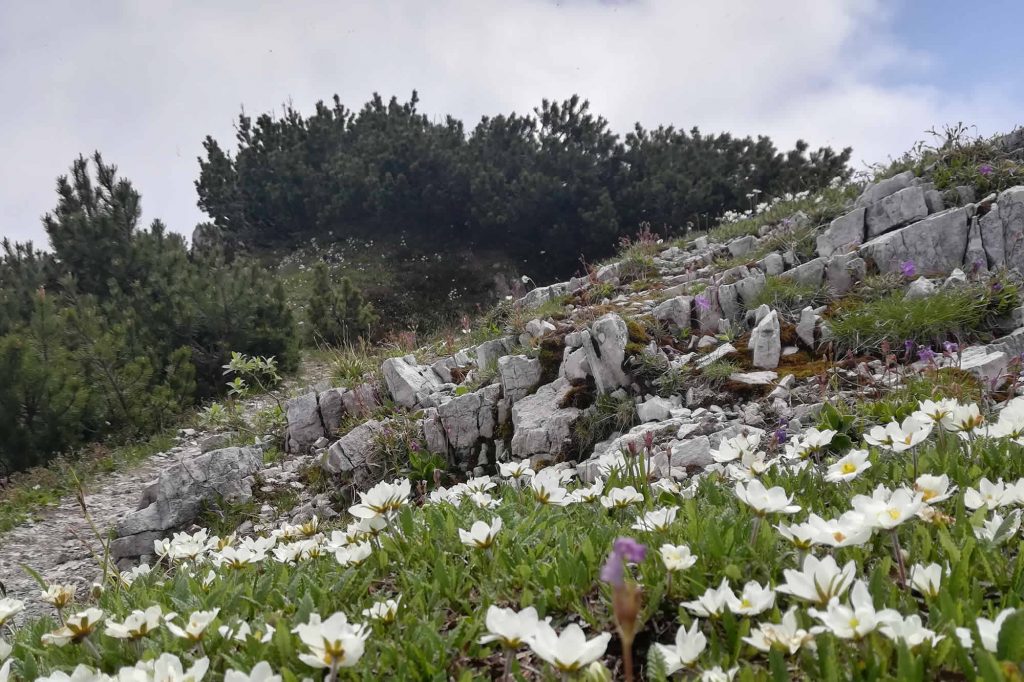 Anemoni verso la vetta