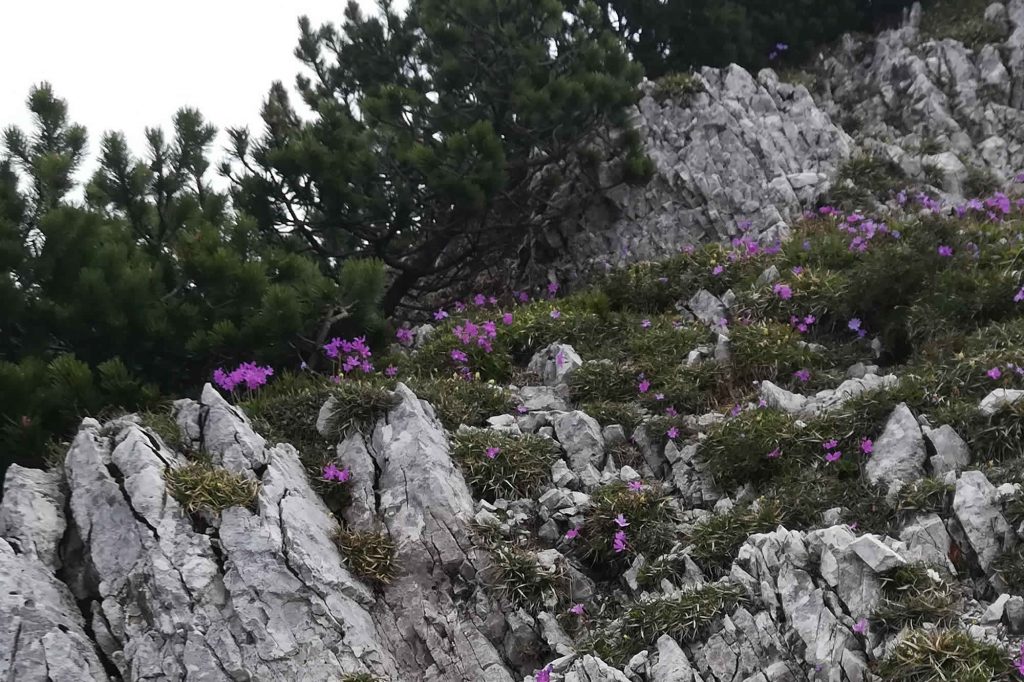 Di fiore in fiore verso la parte alta 