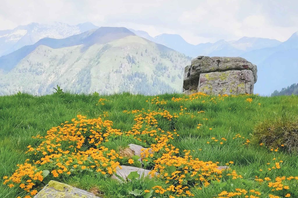 Fioritura inizio estate sulle balze dei laghi di Mignolo