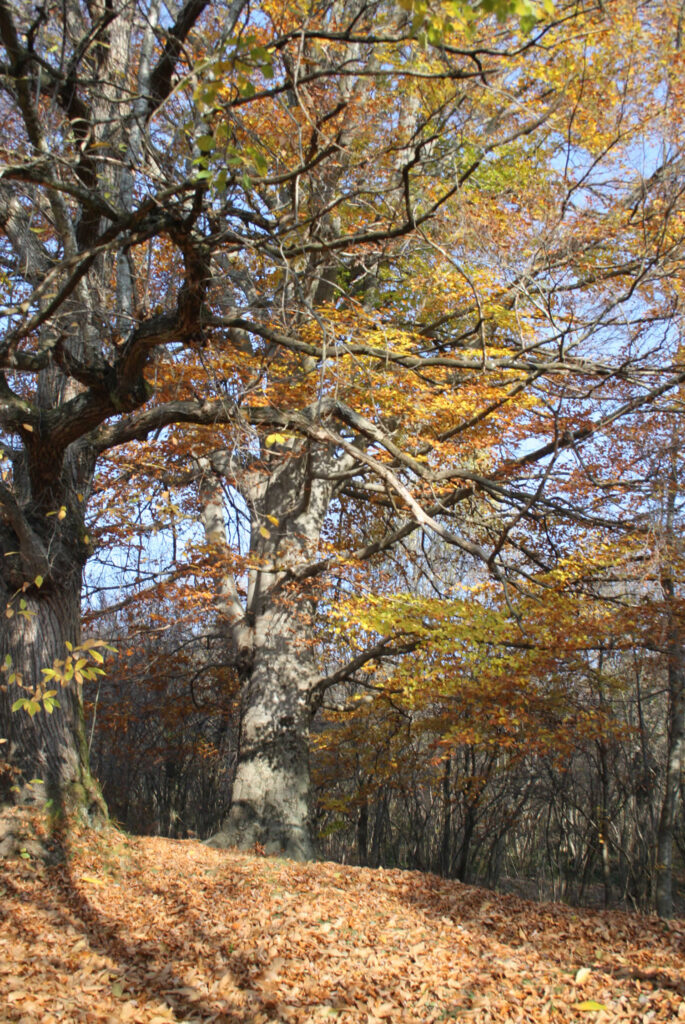 autunno sull'altopiano