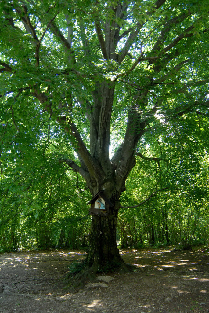 Albero monumentale