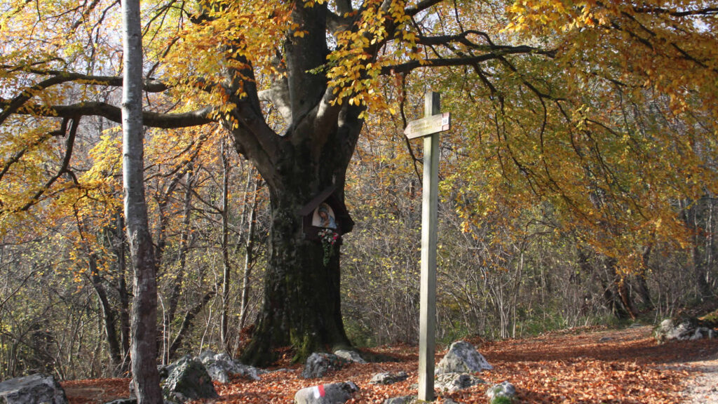 Castani nel monumento naturale di Cariadeghe