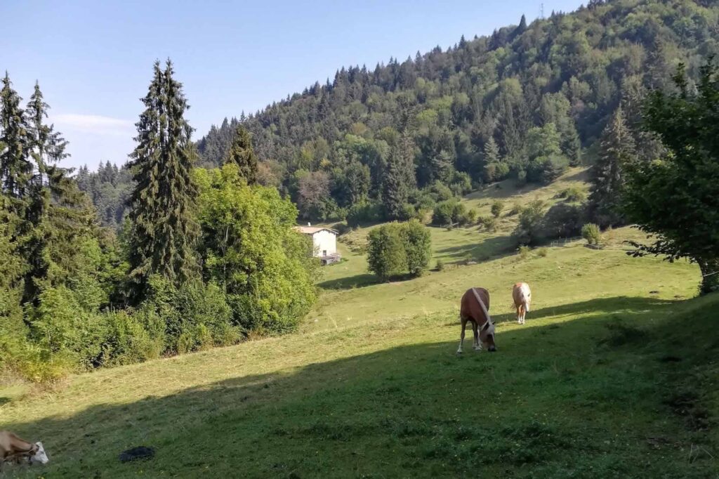 Pascoli in altura