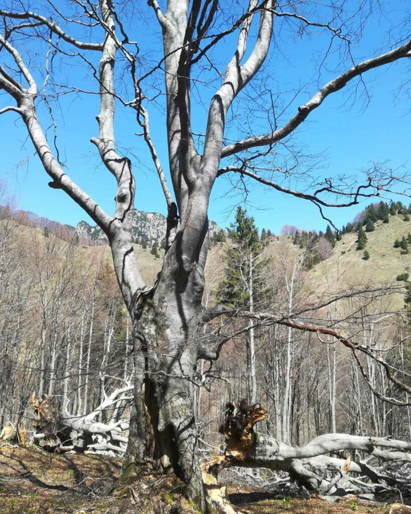 Faggi divelti poco sotto la Cascina S. Zeno